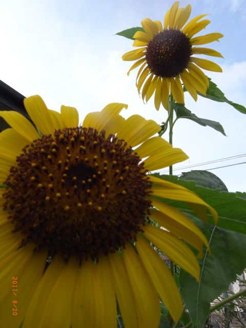 �Ђ܂��@�ʐ^