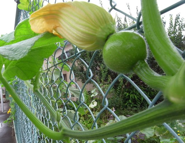 ���ڂ��Ⴍ��@�ʐ^