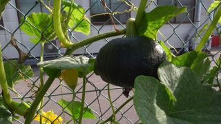 ���ڂ��Ⴍ��@�ʐ^