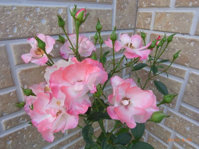 �H�̃o���@�ʐ^