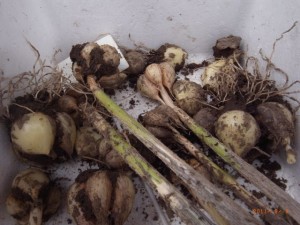 �ɂ�ɂ��@�ʐ^