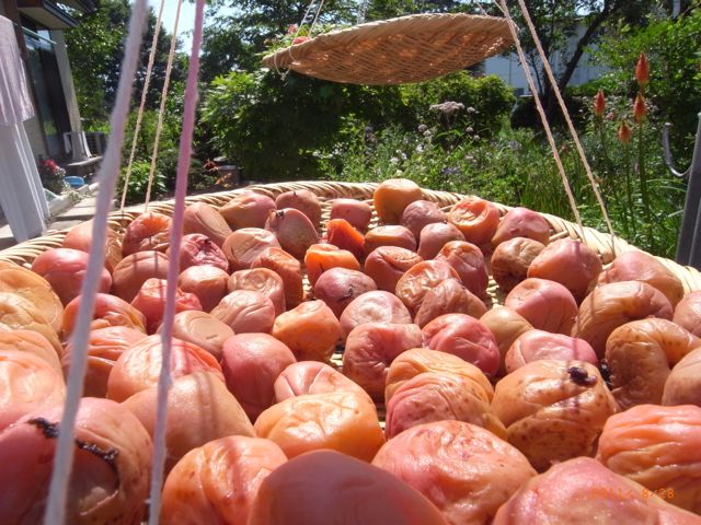 ���傤����ڂ��@�ʐ^