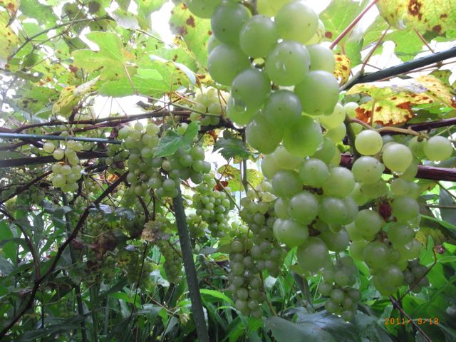 �Ԃǂ��@�ʐ^