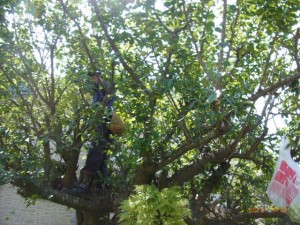 木に登って 写真