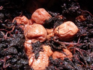 ���N������~�@�ʐ^