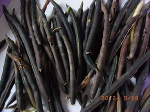 �������@�ʐ^