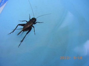 �R�I���M�@�ʐ^