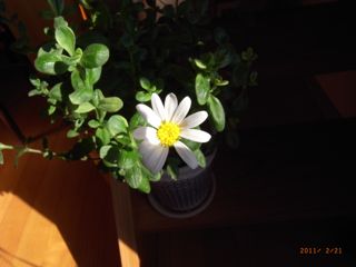 21���͂ȁ@�ʐ^