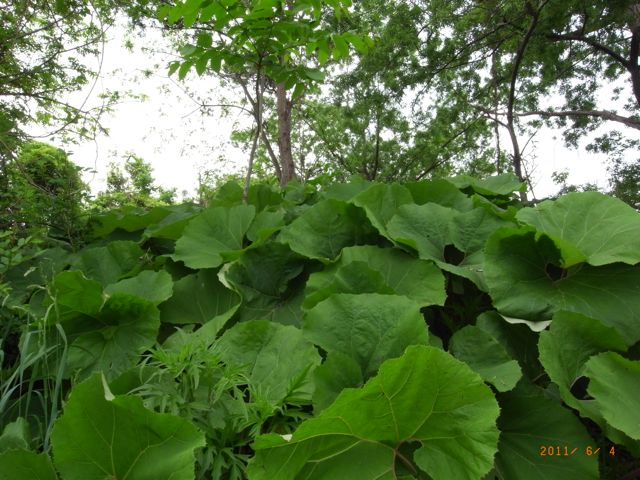 ���̏�ŗV��ł����@�ʐ^