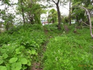 小径の先に 写真