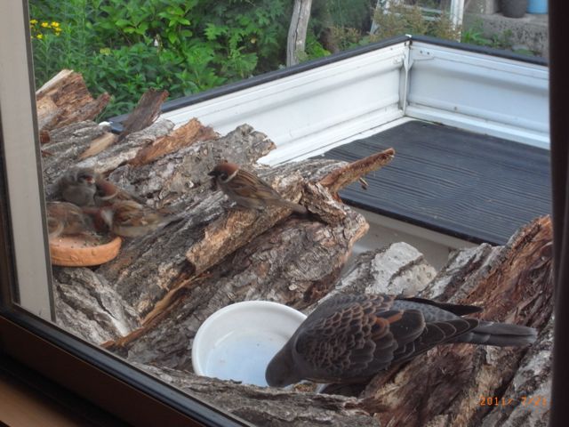 �͂Ƃۂ��ۂ����@�ʐ^